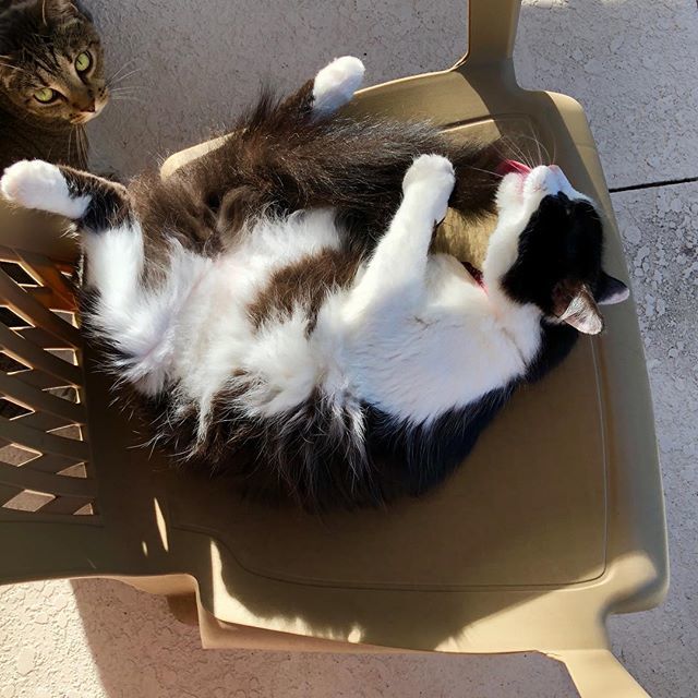 ddpuss's tweet photo. Saturday Morning Tail Time https://t.co/nl6Oonq4R6 https://t.co/0tLwD7DiYN