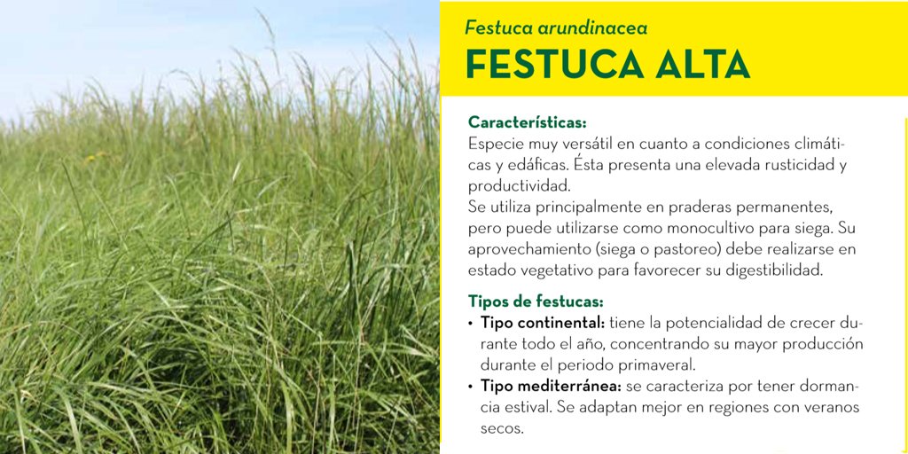 SemillasFito's tweet image. Descubre 👉🌾 FESTUCA ALTA 🌾👈 Especie muy versátil en cuanto a condiciones climáticas y edáficas con una elevada #rusticidad y #productividad 👌 semillasfito.es/es/productos/g…