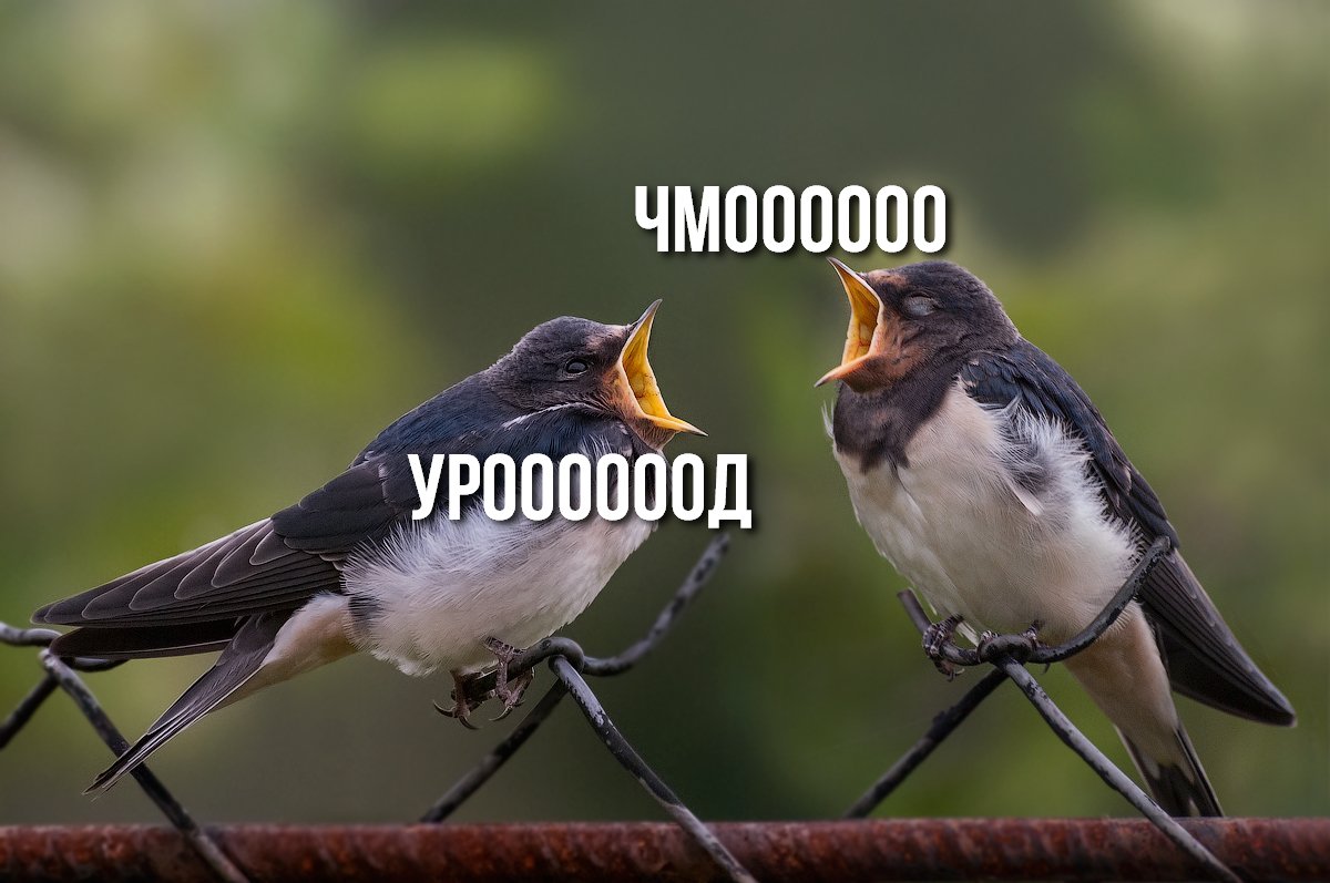 летает зеленушка. птица на ветке. два воробья. птички беседуют. разговор 2 птиц.