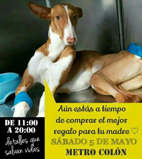 adaanacom's tweet photo. ¡Ánimo! Estamos hasta las 20h, esperándote. Ayúdanos a salvar más vidas, con tu gesto solidario. 🐾 💓 #DiaDeLaMadre
https://t.co/eXnpbnTElv

#AdoptaNoCompres 

CAIXA POPULAR
IBAN: ES95
3159-0024-01-2125940227
BIC BCOEESMM159 https://t.co/ccQRdkRYaE