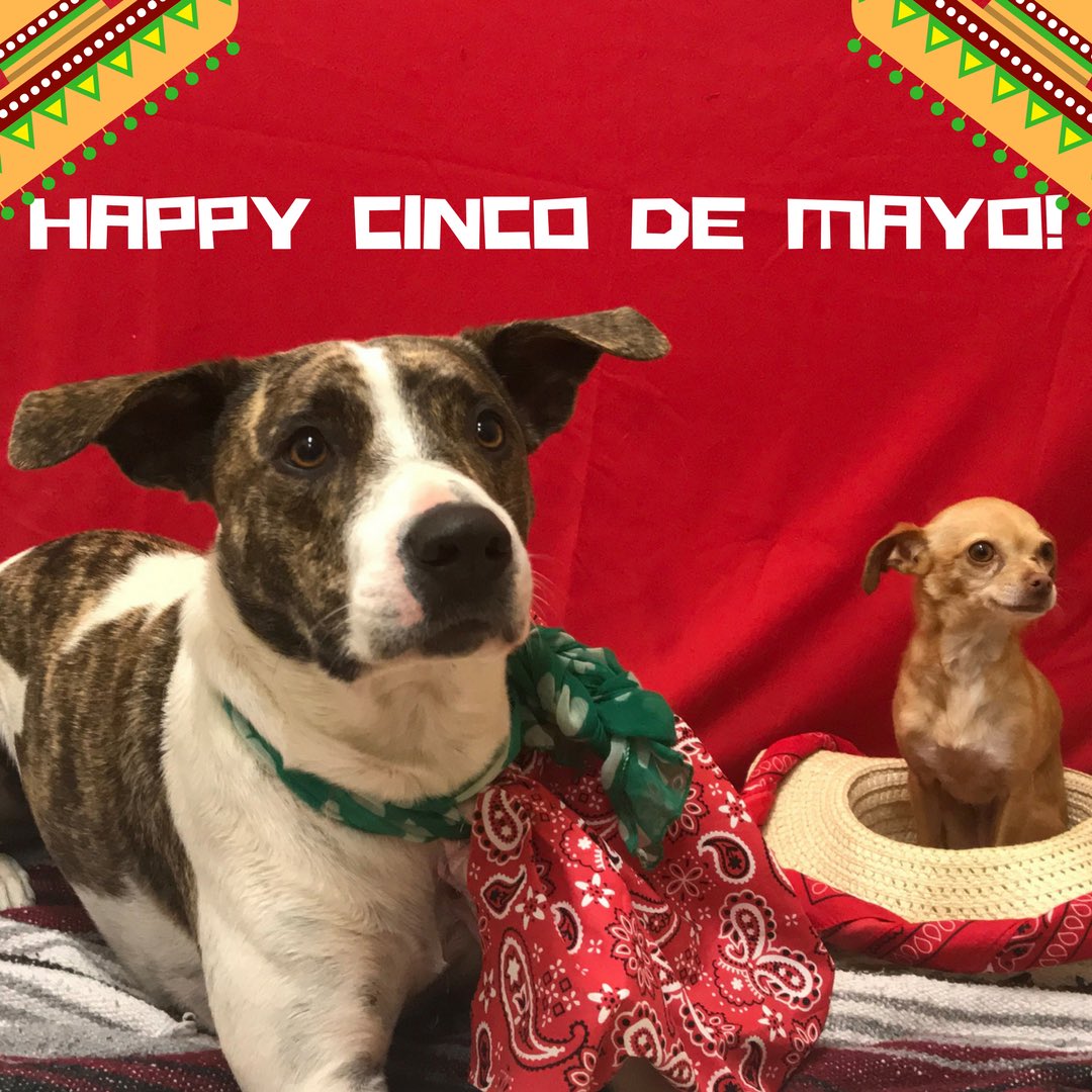 PPRJIA's tweet image. Kekoa and Husa are ready to pawty for Cinco de Mayo!!! 🐾🎉
#cincodemayo #cincodemayoparty #mypetparadise #pawtytime