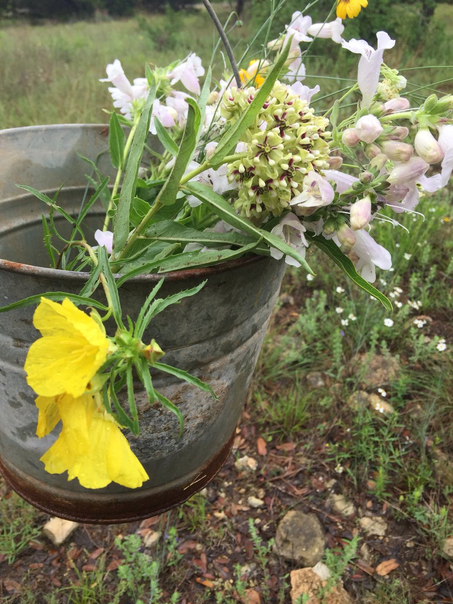 DinaDwyerOwens's tweet photo. A great day to pick wildflowers in Texas! @DwyerGroup #funintheprocess @Values_Inc https://t.co/VZXBsIazVp