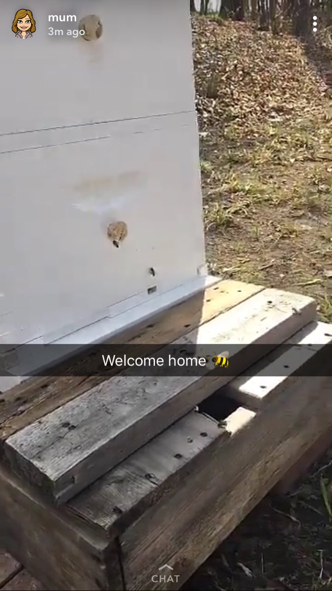 psa:
be careful, because if you move out, your mom might just decide to become a beekeeper and replace you with a colony of bees