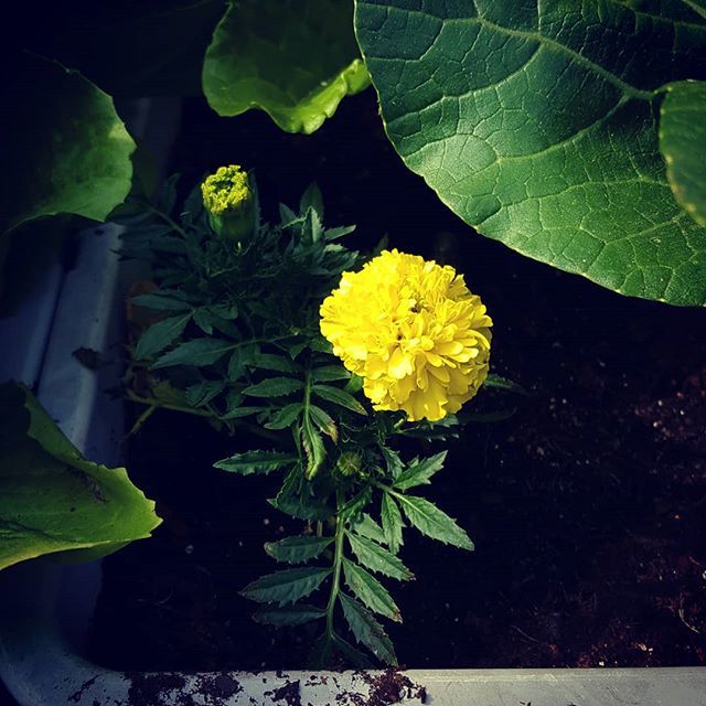 MarcelleChow's tweet photo. #marigold hidden amongst the lettuce lol  #edibleflower https://t.co/uv1Pphb6Mr https://t.co/bHwmd7FTWZ