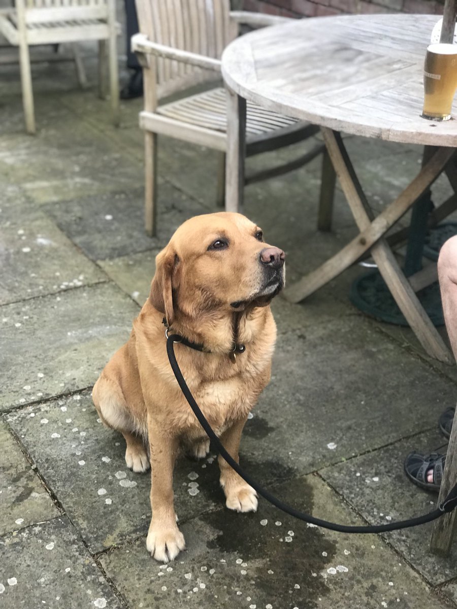 thenelsonbright's tweet photo. Happy Birthday to one of our most loyal customers ! 🎂 🐕 @ZappaTheLab #villlagelife #dogsofinstagram https://t.co/rkwLfccDcF