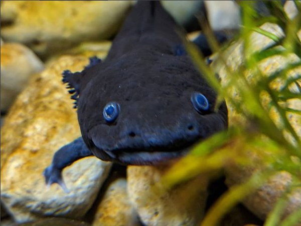 NewportAquarium's tweet photo. It's #SalamanderSaturday DYK the axolotl, also known as a Mexican salamander, is critically endangered, and only a few hundred remain in the wild in Mexico City. We have two in our #FrogBog 📸: @WAVEfoundation5 https://t.co/TH1uWsRhKL