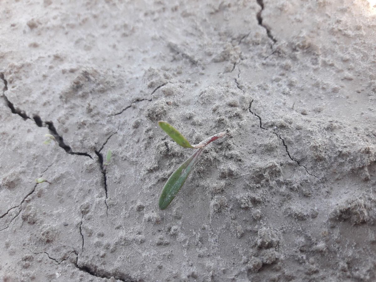 Arnout den Ouden tweet media