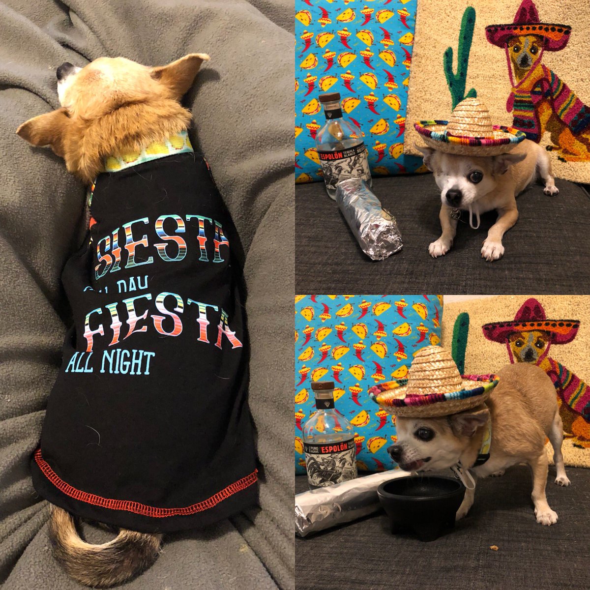 chiROOhua's tweet photo. ¡Feliz @CincodeManda !  You know I’m more “siesta” than “fiesta” so I’ll celebrate being lazy! https://t.co/p1rB7Rzc0E