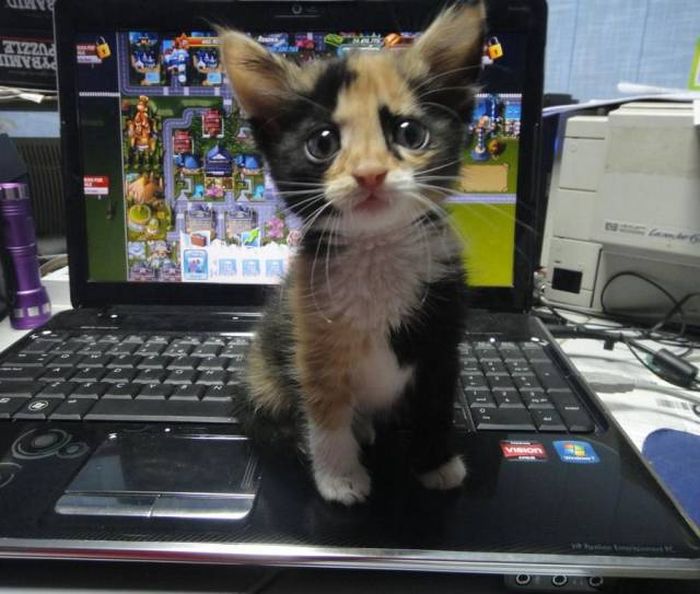 PhotosInsolite1's tweet photo. #insolite #cat #chat #chatte #chatton #mignion https://t.co/IT8o7dUpCU