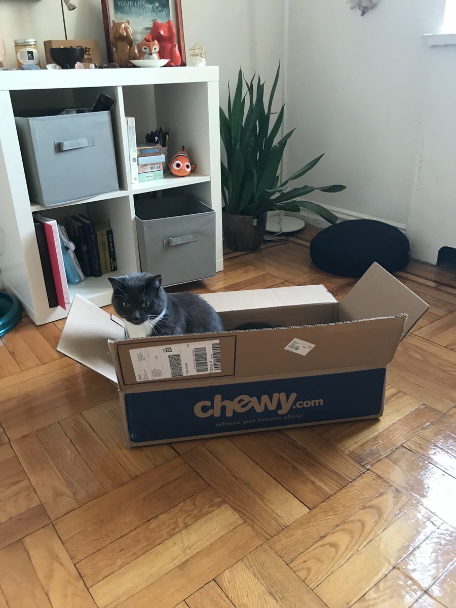 GloriavsMS's tweet photo. Not sure this @Chewy box is big enough... 📦 🐱 https://t.co/oLPmpT1vLF