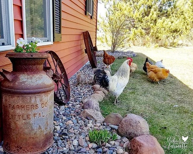 HealthyChickens's tweet photo. Via @michaelsminifarmette... "There is nothing better than sitting out on my patio and having a patio party with my chickens. 🤣 That's why I #❤️myfarm ...they are the best guests. Happy Cinco de Mayo! 🐔🎉"
#backyardpoultrymag #chickensofig #backya… https://t.co/VHHDZW3rhO https://t.co/KCHToljETY