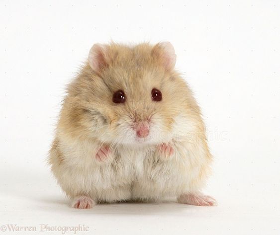 PetCare247 on X: All About the Syrian Teddy Bear #hamster: Housing,  Care, Toy and petting, Feeding, Lifespan and Are Teddy Bear Hamster Good  Family #pets?  / X