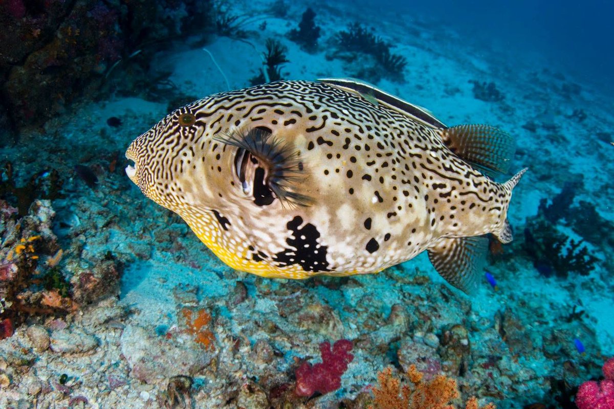 SimilanDiving's tweet photo. #MapPuffer
On board #SimilanExplorer in Apr.2018 (SE25)
.
.
.
#MapPufferfish #pufferfish #ArothronMappa #MVsimilanexplorer
#Similan #Similans #KohBon #KohTachai #RichelieuRock #Surin #KhaoLak #Thailand
#scuba #diving #liveaboard #uwphotography https://t.co/pPQnJCYWmZ
