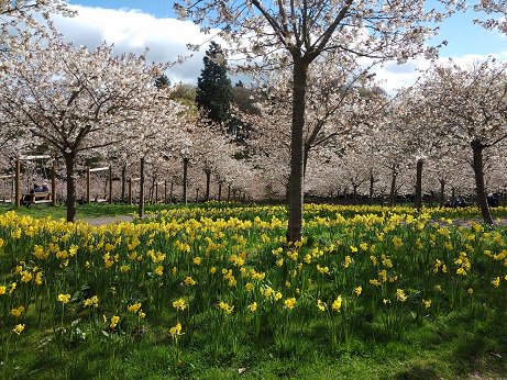 We spent a lovely afternoon last week @AlnwickGarden we missed the blossom last year, but saw it in all it's glory this year!