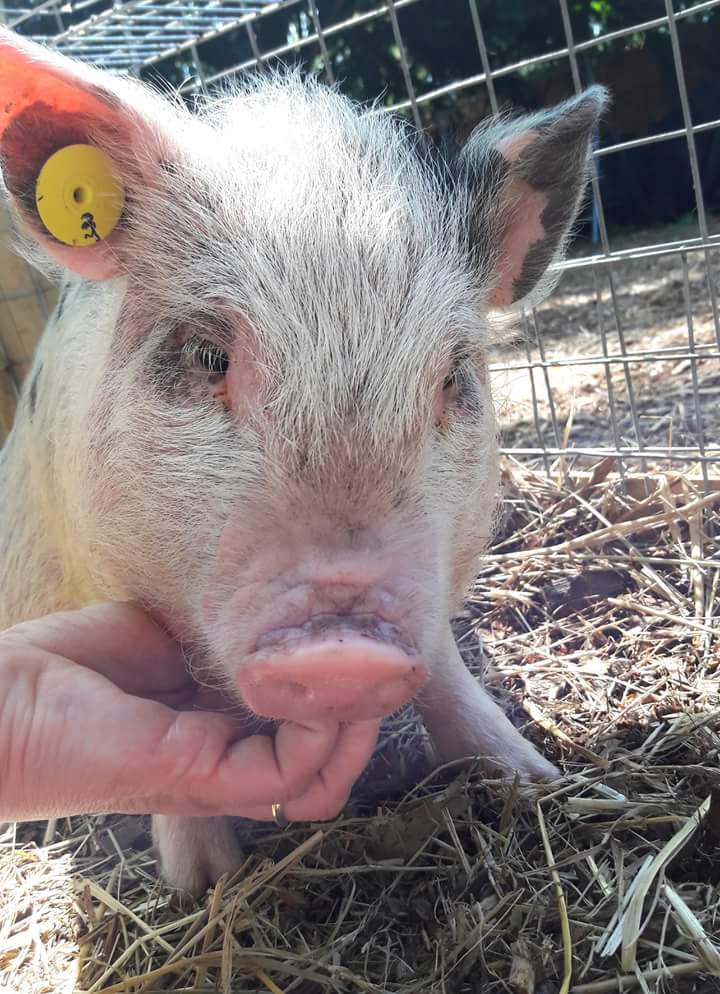 ThePigfather's tweet image. Sunny enjoying his scratches in the sun... #sun #minipiglove #minipiglife #snout #piggylove #piglet