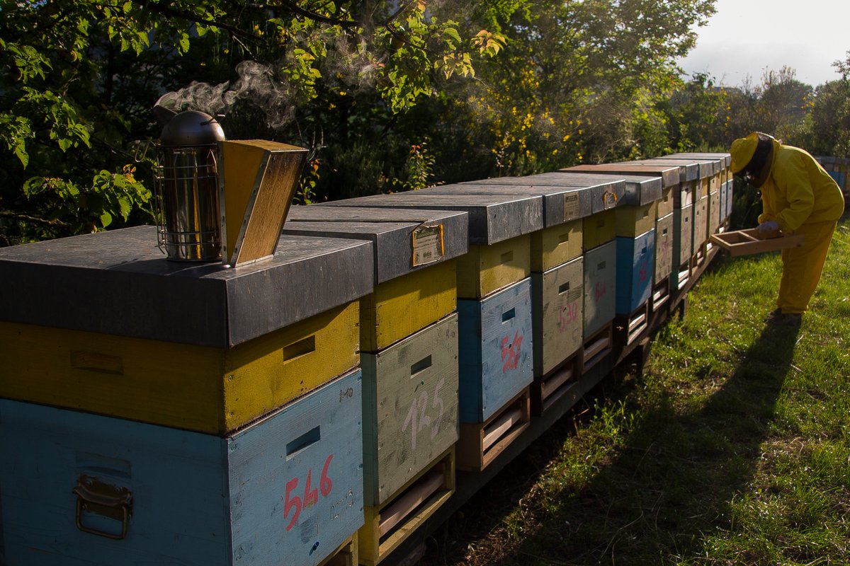 AdelinaZarlenga's tweet photo. Il documentario #Hunger4bees, che rivela la relazione tra il declino delle #api e la sicurezza alimentare sabato 12 maggio (ore 15.00) è a Frutti Antichi, al Castello di Pontenure di Piacenza: https://t.co/8XbVhlurPV
@monicapelliccia @DanielaFrechero https://t.co/wrYsz3thHh