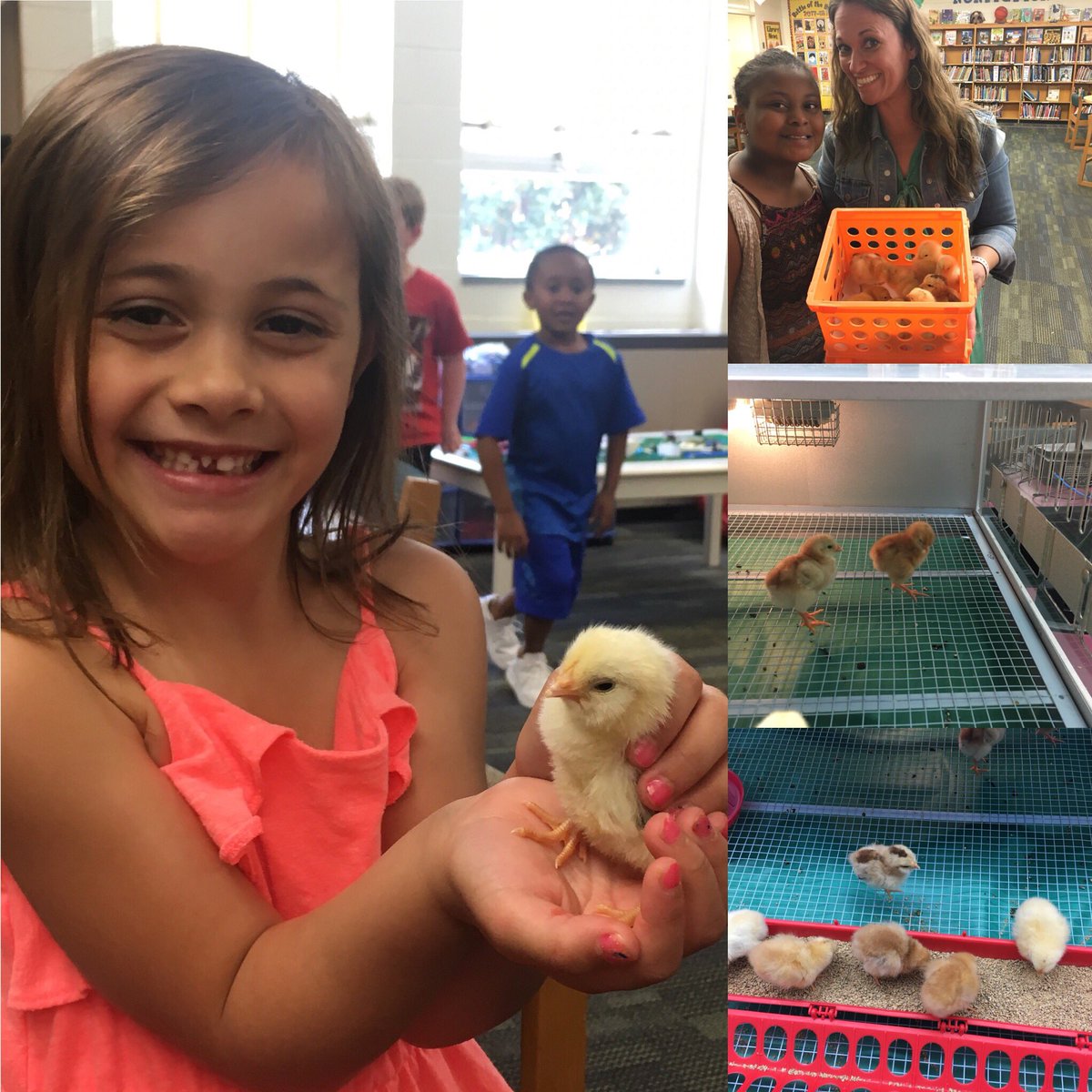 ettricklibrary's tweet photo. Goodbye to our chicks-Arlene, Miss Lilly, Jimmy, and Donathan. This has to be one of my most exciting weeks of teaching. The whole community was involved and excited. Looking forward to hatching next year! @scienceCCPS @EPICatEttrickES #oneccps #ccpslibraries #EpicAtEttrickES https://t.co/VEAt5v4XaQ