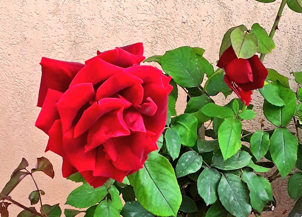Barbaramaste's tweet image. #fioriture di #maggio #rose #mesemariano 

Maria, come la rosa è il fiore più incantevole del creato. 

📷 rosa vellutata del mio balcone.