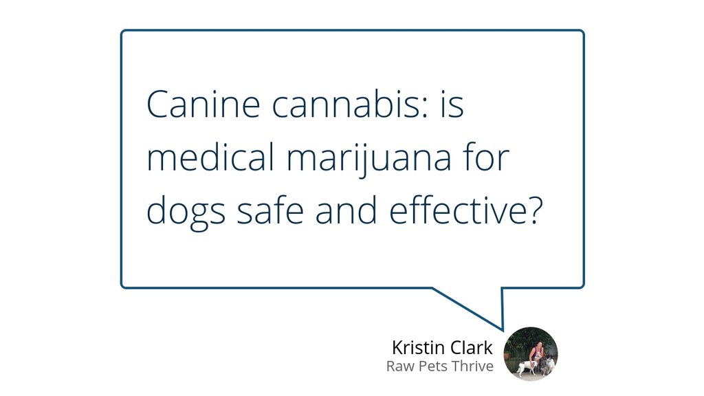 RawPets's tweet photo. "CBD has been shown to help address inflammation, which is vital when it comes to addressing the root cause of many chronic diseases." https://t.co/tvmY9QBg1p #Cannabis #THC #Arthritisindogs #Bestsupplementsfordogs #Caninecannabis https://t.co/mdKXEj9DX0