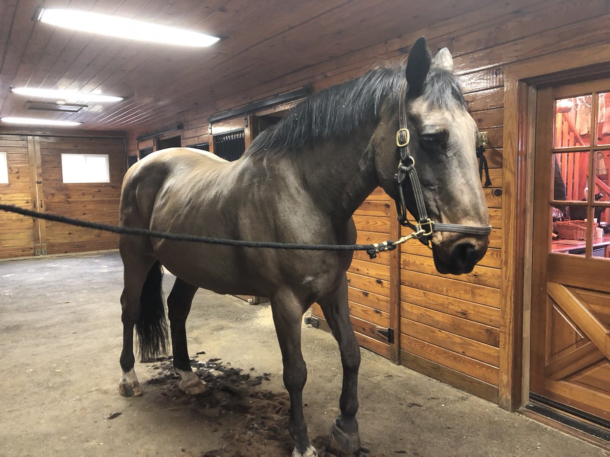 KateDrakeVT's tweet photo. @DejavuEq Walsingham, better known as JJ, after a fresh body clip. He’s 27! https://t.co/1Qeo7Sp7e8
