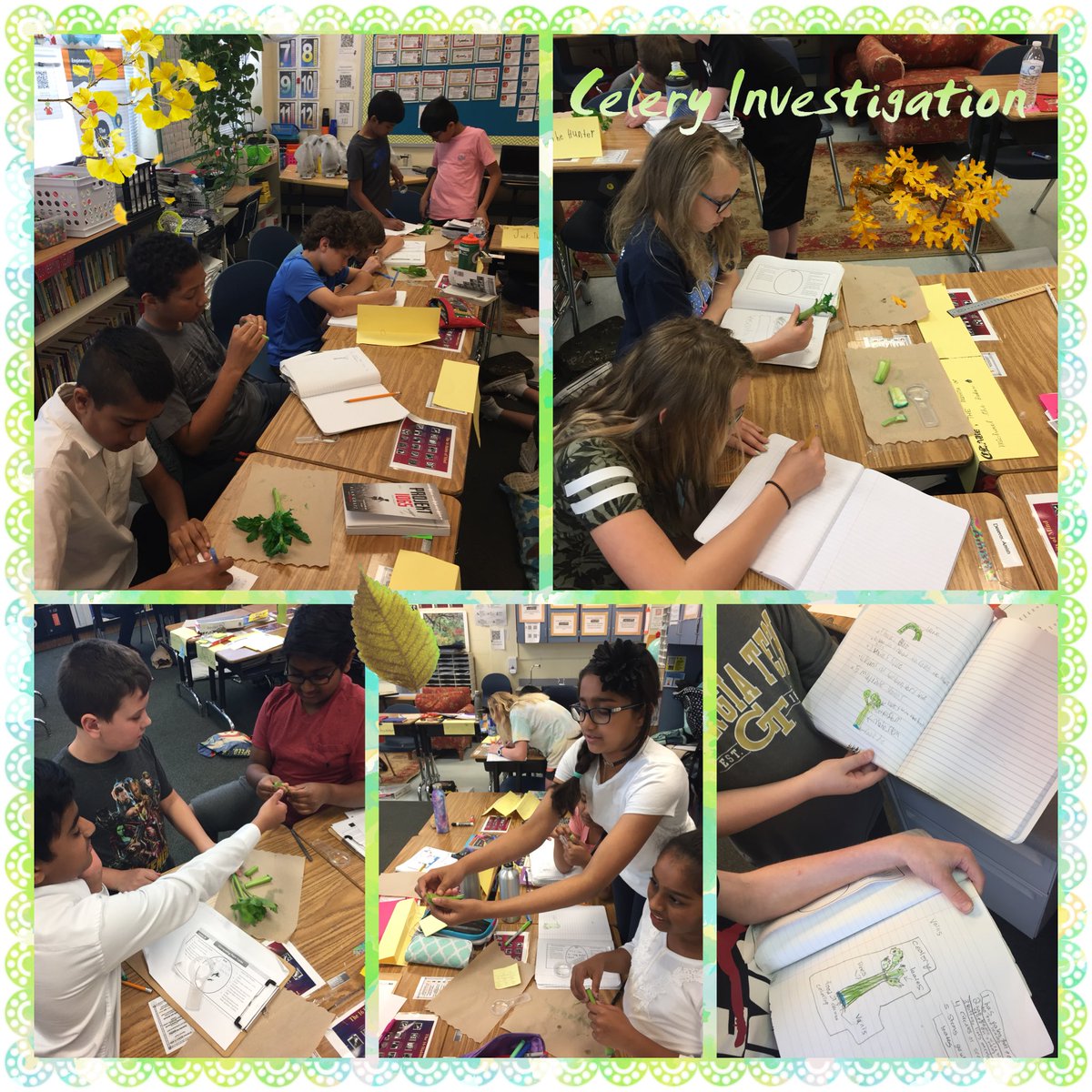 FESBoyer's tweet photo. Analyzing vascular plants like celery this week in Science!  #STEAM #botany https://t.co/TAfOqv1MtV