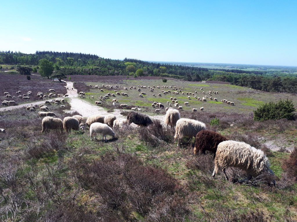 Kijk de kudde van de Lemelerberg eens genieten van deze mooie zonnige Bevrijdingsdag ! Schaapherder Anita stuurde ons zojuist deze prachtige foto. 

#Overijssel #Vechtdal #schaapskudde #5mei