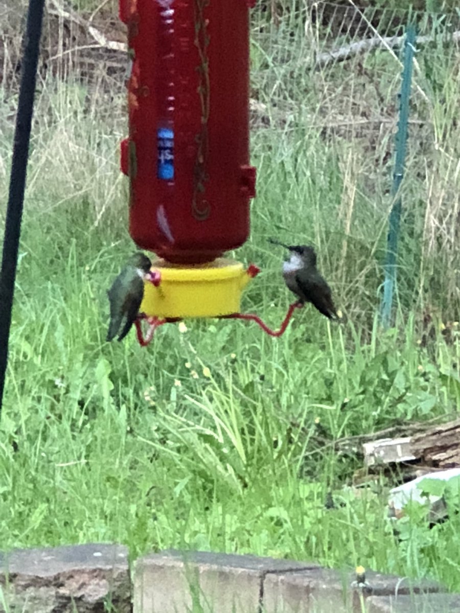 #Hummingbirds