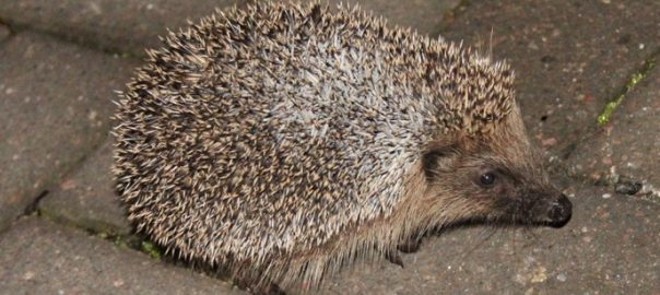 pumpkin_beth's tweet photo. If you're strimming long grasses please check over the area thoroughly before you start work. #Hedgehogs are nocturnal and may be nesting in the area. Here's some tips on how to make your garden a refuge for Hedgehogs:
#Gardening #Wildlife #WildlifeGarden 
https://t.co/yzkjvc5nPg https://t.co/DnKy6qaL87