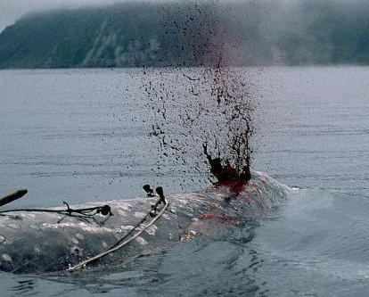 AlbiDeak's tweet photo. .@FW_Europa Have you know? A Norwegian restaurant selling whale meat to tourists, the owner said that mainly a lot tourists from #Switzerland order whale meat, far behind those from the US and just a few from #Germany. 
Shame one you #Schweiz !

#OpWhales
#RacingExtinction https://t.co/FUdjptDzX7