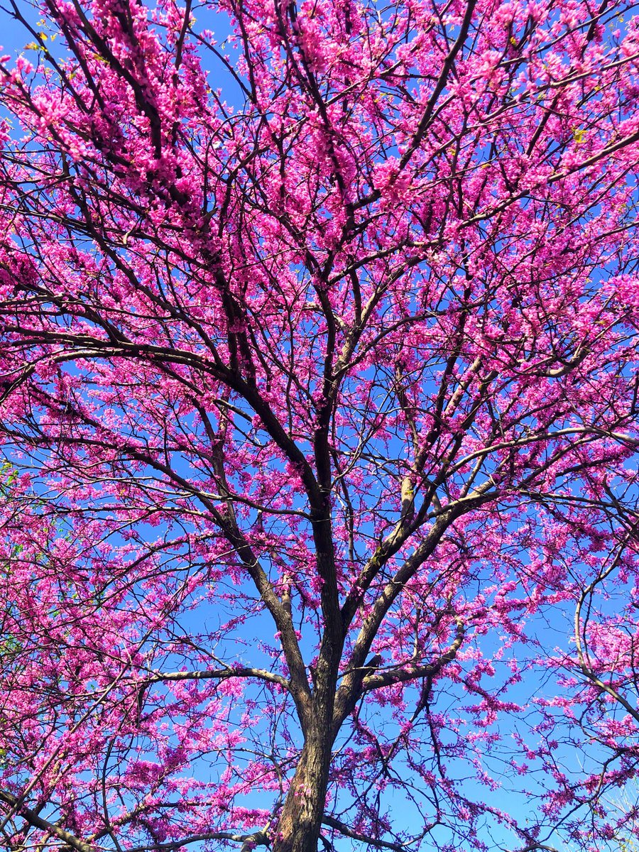 DrummerBoy1216's tweet photo. Redbud in morning. #photography https://t.co/fYfXQa5MnK