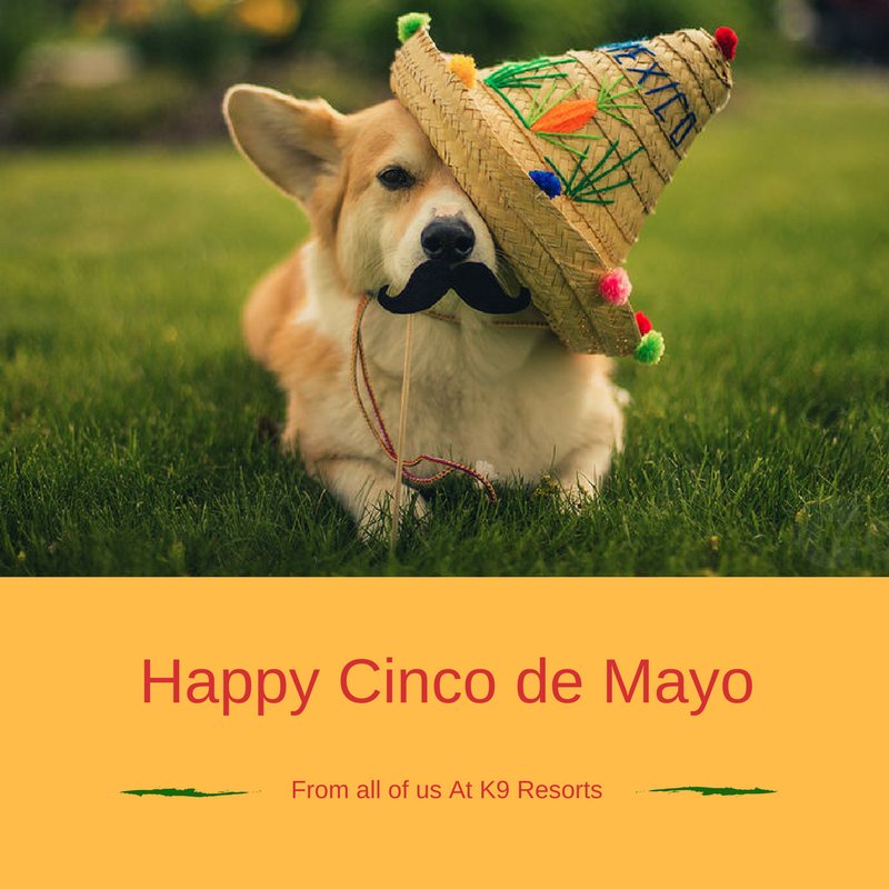 K-9 Resorts (@k9resorts) on Twitter photo 