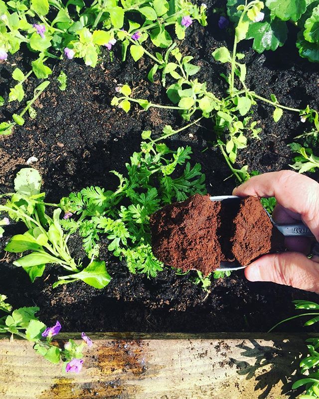 thecopperspoon's tweet photo. We reuse our used coffee grounds on the garden to enrich the soil and keep away slugs and snails - if you are gardening this weekend drop in and ask us for some we are happy to share!
#marazion #gardening #coffeegrounds #coffeecompost #slug #snail #reus⦠https://t.co/B7UQMElUTl https://t.co/VNbhEcWNsf