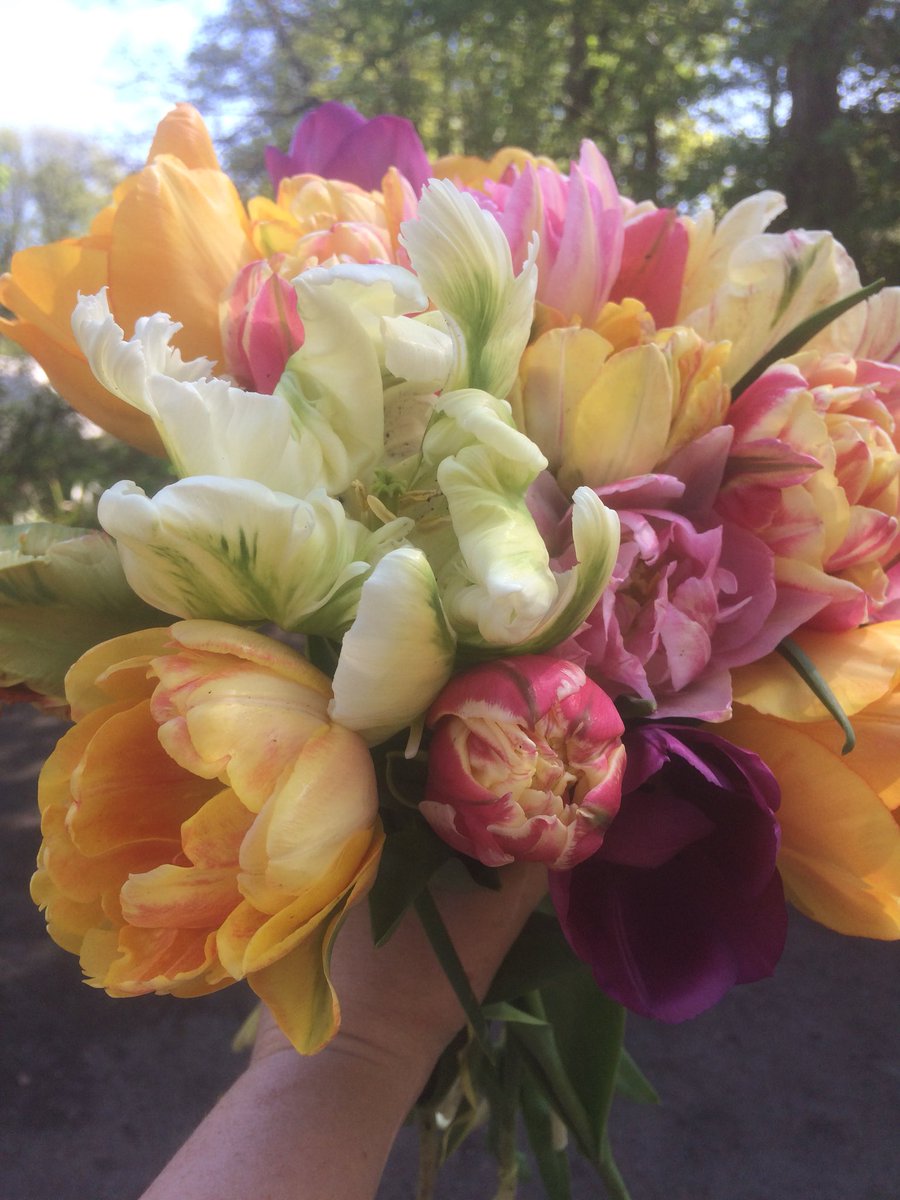 ClemsGardenHQ's tweet photo. TULIPS! Grown with love and without pesticides in HUDDERSFIELD. Would you like to join us growing kindness and beautiful flowers to support our community? There are loads of ways to get involved. Check out our website https://t.co/vZtn8dv2pC #volunteer #CSR #growkindness #Lindley https://t.co/oGNjMxuHWI