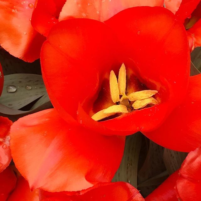 #tulips #westsidecommunitygarden #upperwestside ift.tt/2FLsk2a