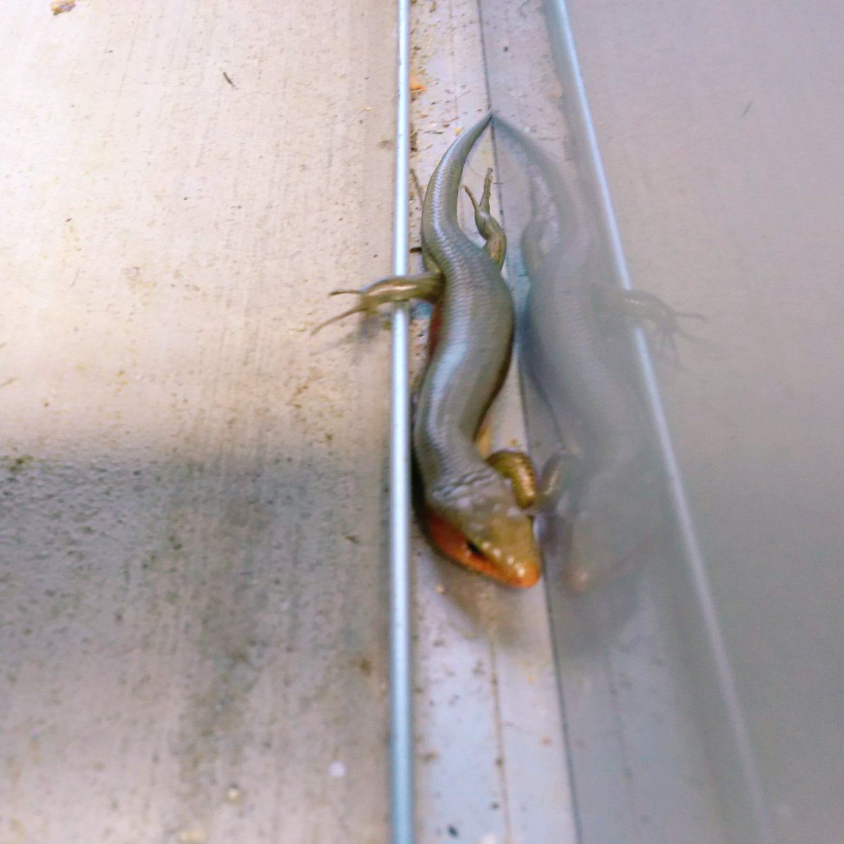 Tommy 沖縄で出会った可愛い生き物たち