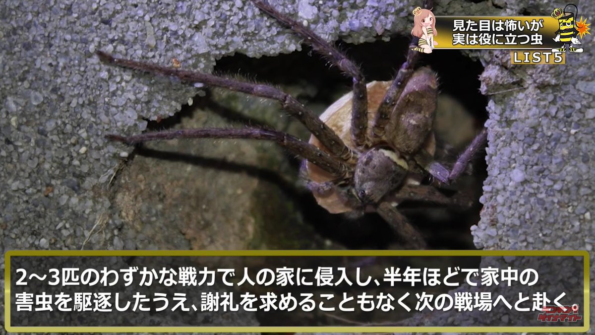 紙一重で天才 アシダカグモを見つけたら放置しよう 見た目は最悪ですが ゴキ リを食べる 大きくなるとネズミも食べる ハエも蛾も食べる 消化液で体を洗うので綺麗 ゴ ブリがいなくなると別の家に行く 臆病で人間が襲わない限り問題なし 毒なし 紙一重で天才 アシダカグモを見つけたら放置しよう 見た目は最悪ですが ゴキ リを食べる 大きくなるとネズミも食べる ハエも蛾も食べる 消化液で体を洗うので綺麗 ゴ ブリがいなくなると別の家に行く 臆病で人間が襲わない限り問題なし 毒なし