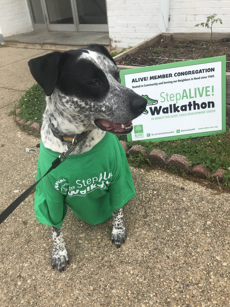 ALIVE4AlexVA's tweet photo. Beauโs ready for StepALIVE 2018! How about you? Thereโs still time to register or make a donation: https://t.co/bH3qzqsOFJ #DogsofAlexandria https://t.co/NGDwSgk9lW