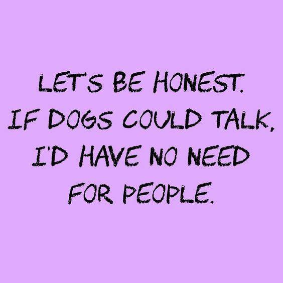 DogOwnersGlobal's tweet photo. Random thoughts..... #dogs #doglovers #petsitesunite #dogsoftwitter https://t.co/Eunlmo1WVa