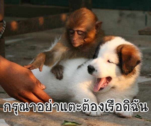 violetgoji's tweet photo. ในกรณีที่อยู่กันคนละน่านน้ำ หากท่านไม่สะดวกใจจะชิปคู่นี้โพนี้แล้วนั้น... https://t.co/Ro8bxsJlgb