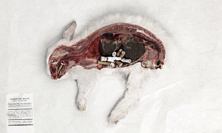 nefertiitti's tweet photo. If you smoke cigarettes can you please make sure you properly throw them out instead of leaving the cigarette butts on the ground? Because this is what happens to cigarette butts left on the ground. https://t.co/67JKfugMrC