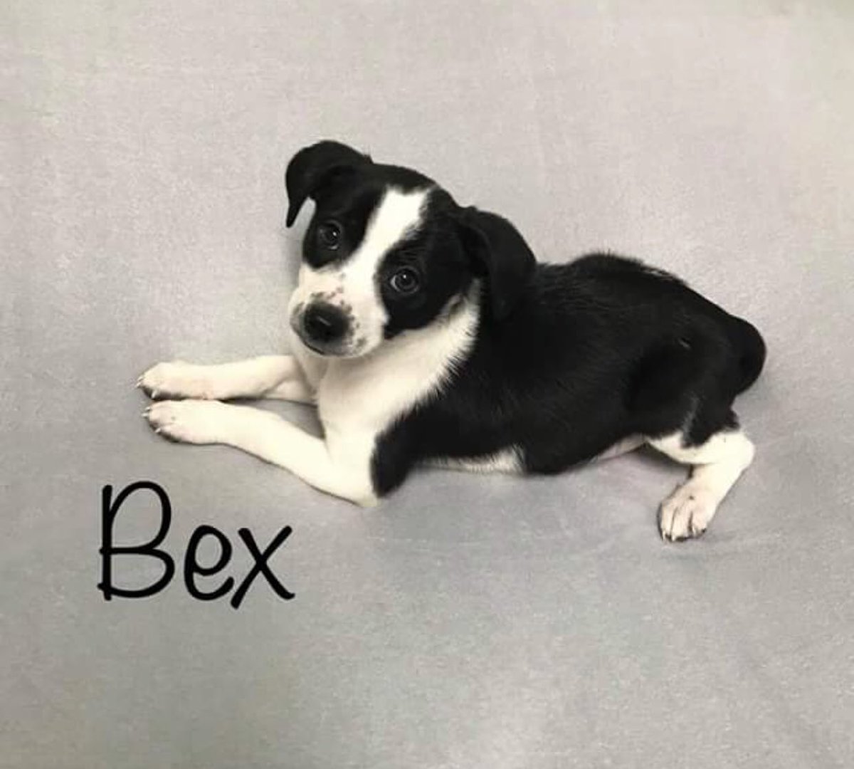 Meet Bex &amp; many more cuties waiting to see you starting at 10a today!facebook.com/hopefultails/p…