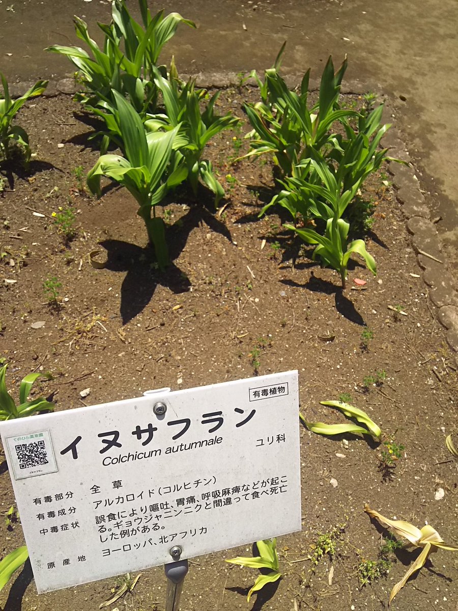 バレロン そして こちらは先日ニュースにもなったイヌサフラン 見た目はサフランやミョウガ 葉っぱは行者にんにくと りん茎は玉葱やじゃがいも等と似ているため誤食 誤飲による食中毒の被害があとをたたない恐ろしい植物ですね