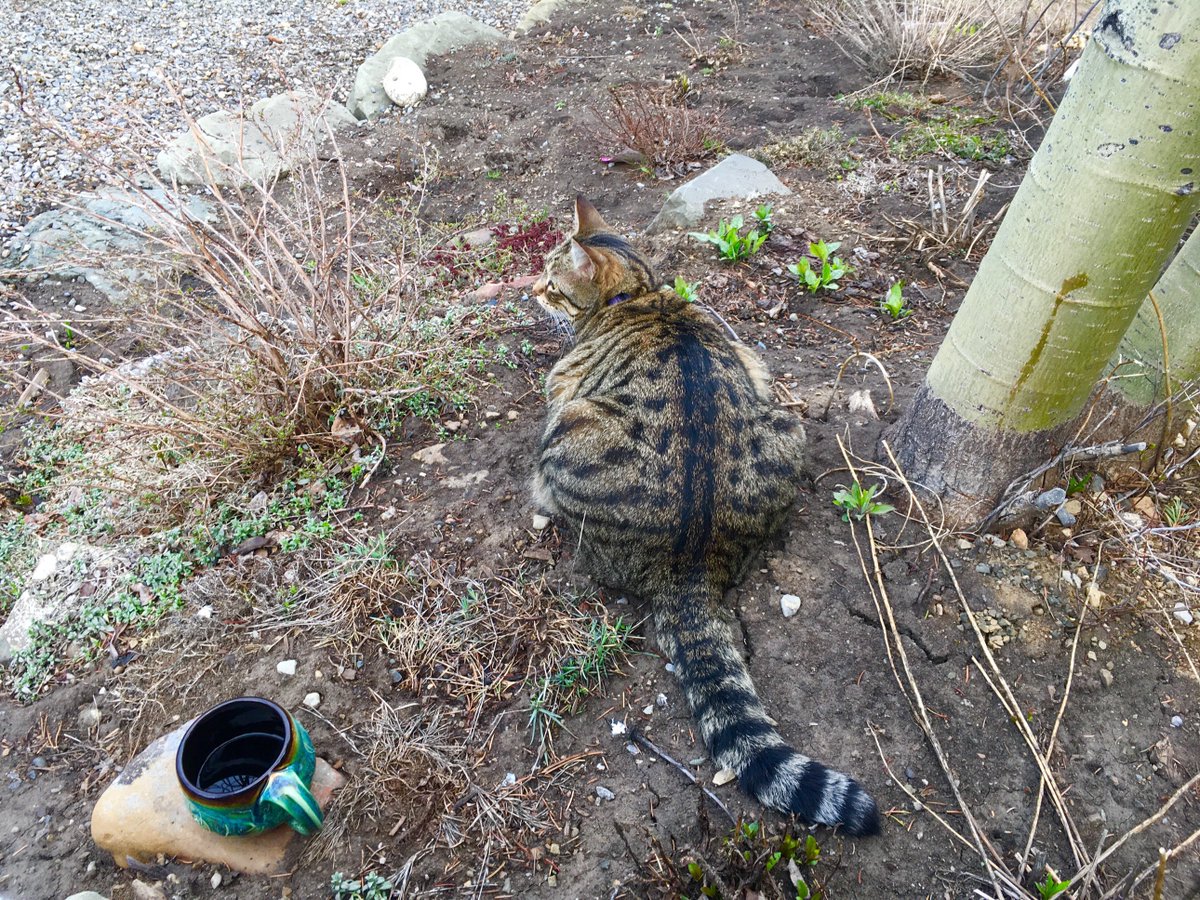 KarenManzer's tweet image. Having my morning coffee out on my favourite sitting rock on the berm. Cat and I watching and listening 😊. #soundsofspring #healreadycaughtonemouse