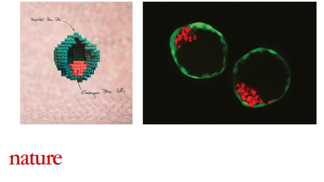 NaturePortfolio's tweet photo. Structures that resemble embryos have been developed in a dish from mouse stem cells, reports a paper published in Nature. When transferred in utero, the cell spheres resemble events similar to those seen at the moment of implantation on the uterine wall https://t.co/vgQZURGpP9 https://t.co/ZSFPXCqBzv
