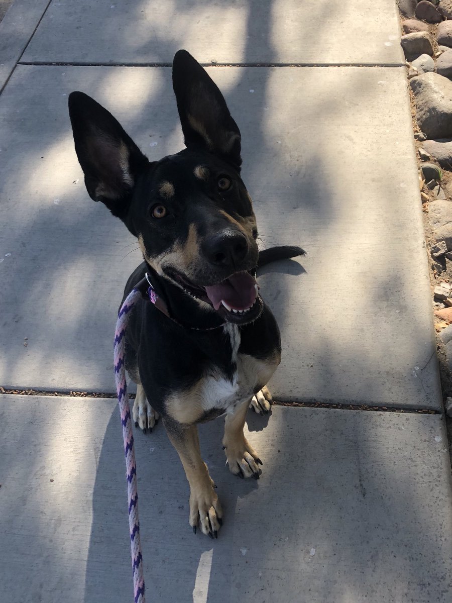 CyndeePlatko's tweet image. Lucy the #luvbug was my walking buddy this morning @NevadaSPCA she’s waiting for her #foreverhome so go meet her today and #fallinlove #lookatthoseears #dogsoftwitter #Dogs #dogoftheday #AdoptMe #AdoptDontShop #houndsoftwitter #hounddog
