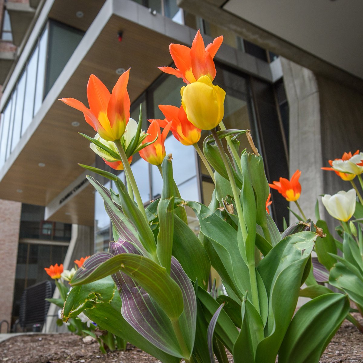 ClarkUniversity's tweet image. Spring has sprung at #ClarkUniversity.