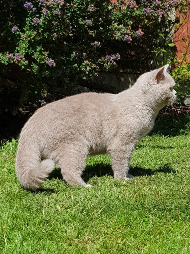 Britchester British Shorthairs Britchestercats Twitter