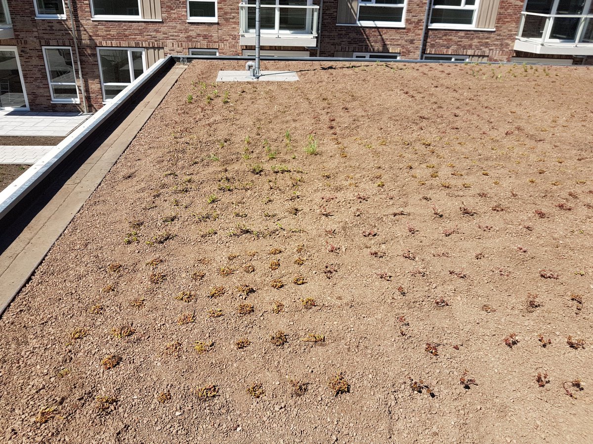 Afgelopen week heeft BTL Realisatie Utrecht in samenwerking met van Breukelen loodgieters- en dakdekkings een daktuin aangebracht bij complex Theresia te Ouderkerk aan de Amstel