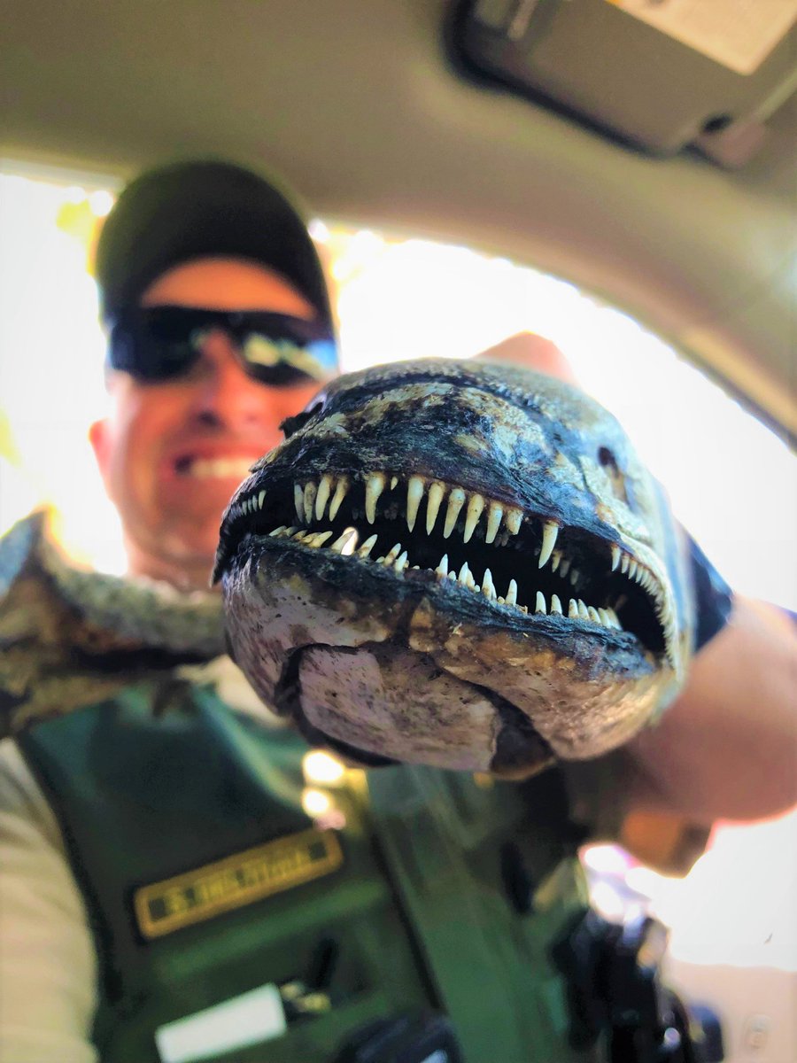 idnrcp's tweet photo. Tag a buddy with a smile 😀like this 🐟🐟🐟.  Then take a guess on what kind of fish it is.  Found near the Rock River in Oregon Illinois. https://t.co/YnA7p3y89w