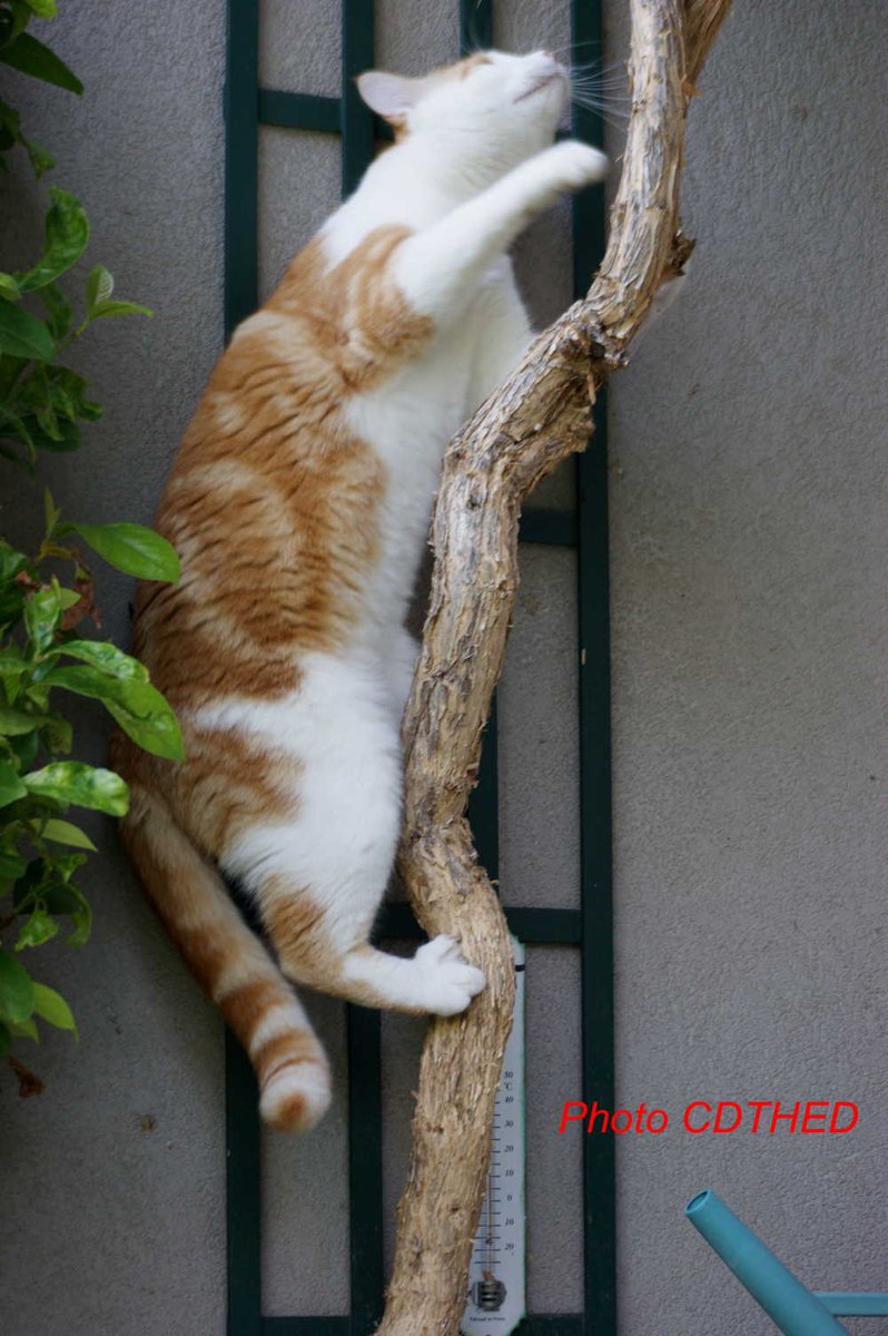 CdthedHandicap's tweet image. RT 😡 Avec l’article 18 de la #loiElan sur 100 logements construits seulement 4 seraient accessibles

😀 #Roudoudou, lui, peut se passer d'ascenseur - mais nous, handicapés, on en a besoin... 😀

😬 ==&amp;gt; 100 % logements neufs accessibles !
😬 ==&amp;gt; Ascenseur dans le neuf dès RC+3 !